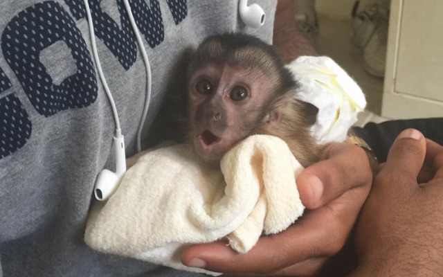 Dez-Bryant-baby-monkey-10-21-15.jpg