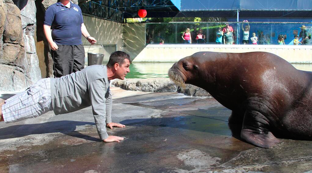 Jim Harbaugh went face to face with a walrus in a pushup contest. (YouTube)