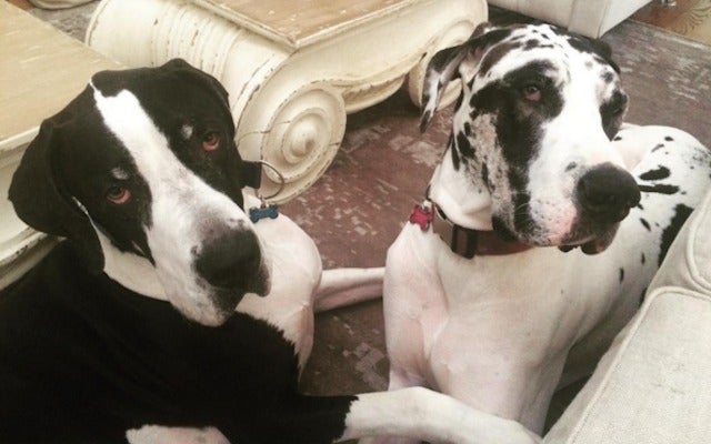 Russell Wilson's dogs not impressed with picks