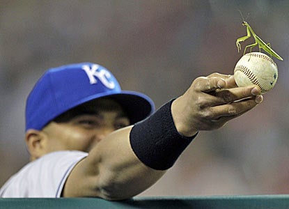 Brayan Pena of the Royals holds a ball with a Mantodea (preying mantis) at arm's length in the eighth inning. (AP)