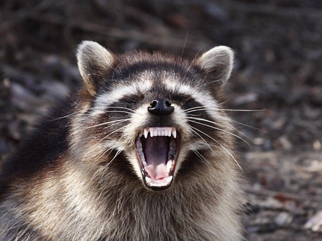 Rabid Racoon (Google)