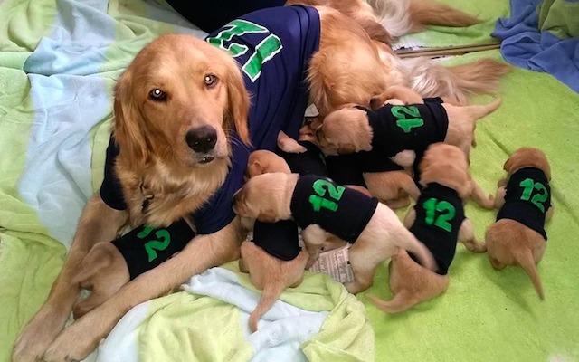 Seattle Seahawks on X: K9 doing K9 things 