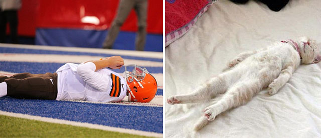 LOOK: Five cats who really, really want to be NFL stars