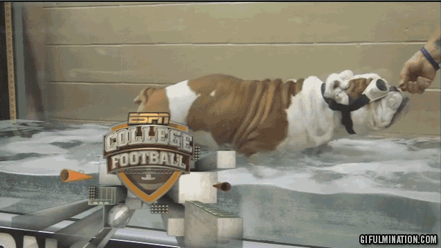 Ranking college football's 28 live dog mascots 