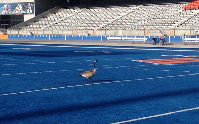 Boise State's Blue Turf is the Best Sports Attraction in America