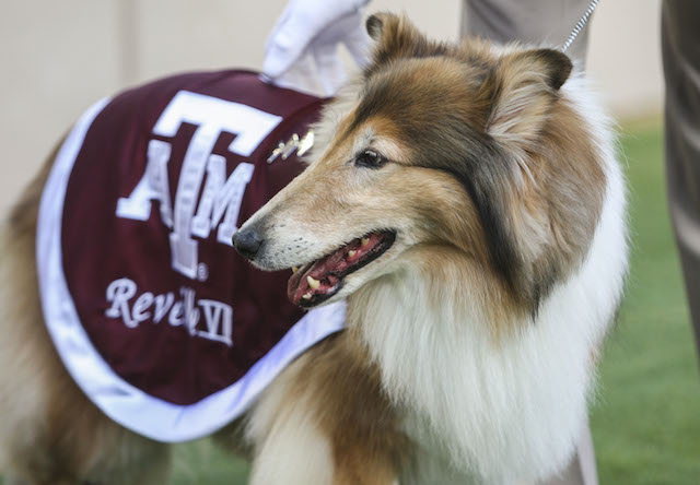 Reveille escaped disaster thanks to dog's best friend