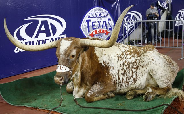 Bevo XIV retired as Texas' mascot earlier this week. (USATSI)