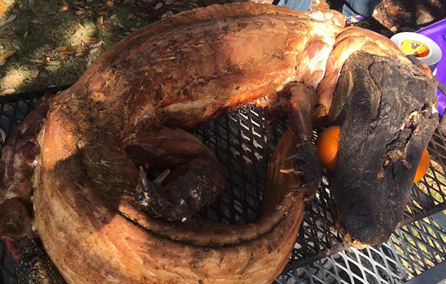  LSU gator(Twitter/Brantley Salter)