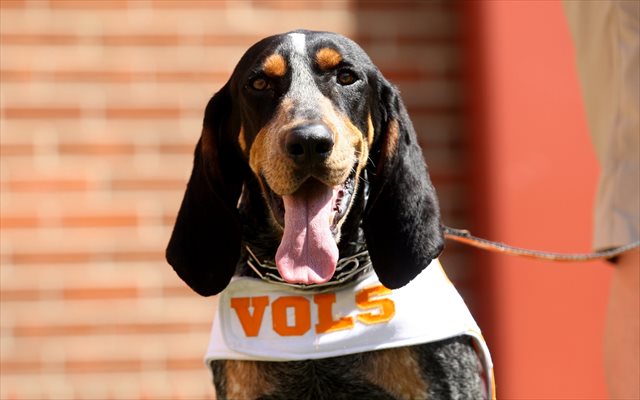 Even Smokey's guess at who will quarterback the Vols is as good as yours. (USATSI)