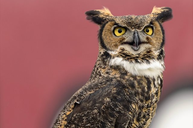 Stella, the Temple mascot, might have a new gameday home in the future. (USATSI)