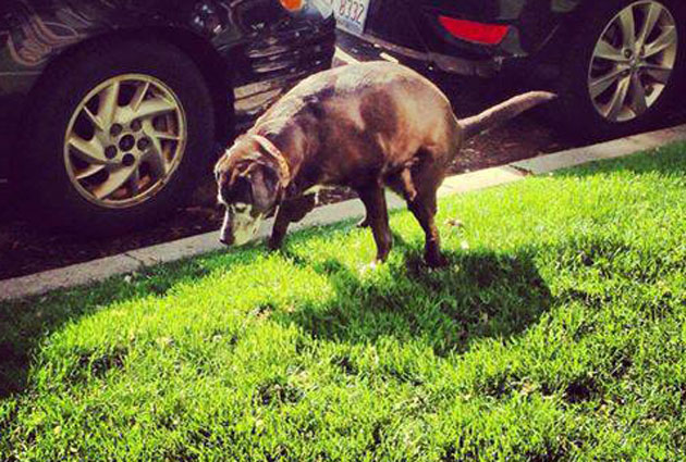 Blackhawks' secret weapon? Dog defecating on Patrick Sharp's lawn ...