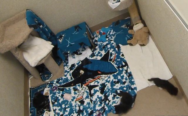 Jo Paw-velski is doing great and now she has some friends. (HSSV)