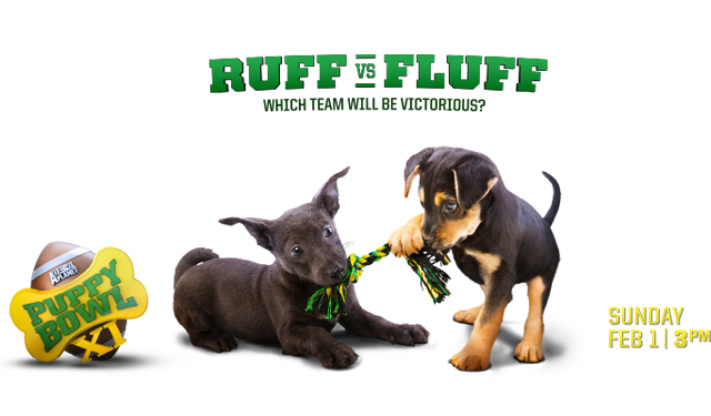 The Puppy Bowl always delivers. (USATSI)