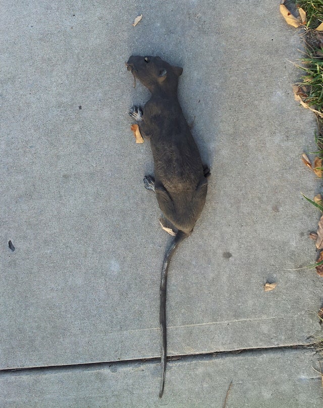 Eye On Fans Giants Royals World Series Game 6 Cbssports Com