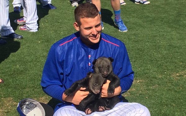 IMPORTANT: The Cubs have actual cubs in camp Friday 