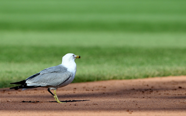 Seagulls swarmed the field as the Astros and Pirates played Sunday.