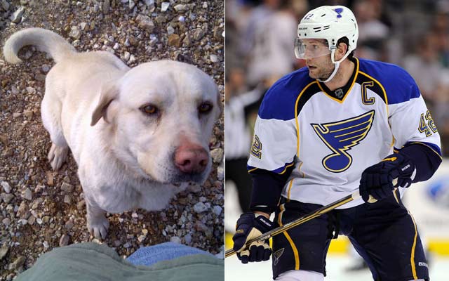 David Backes and wife Kelly are trying to save Phineas (left), a yellow lab due to be put down. (USATSI)