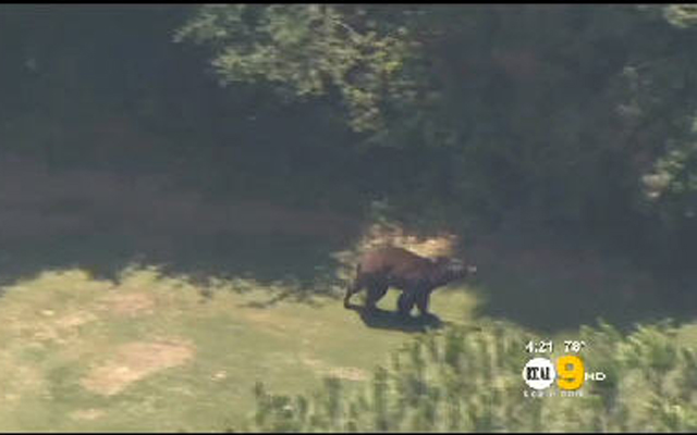 A bear invaded a golf course in Los Angeles on Monday afternoon. (Screengrab)